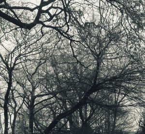 Low angle view of bare trees in forest