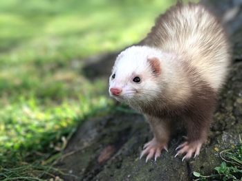 Close-up of a ferret