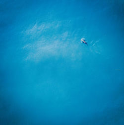 Aerial view of seal swimming in sea