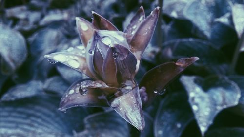 Close-up of water drops on leaf