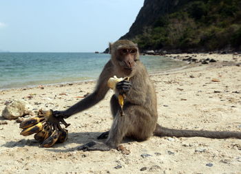 Monkey sitting on the beach