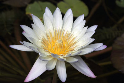 Close-up of white water lily