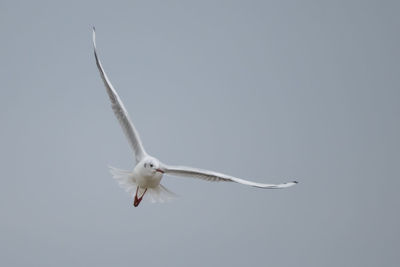 Low angle view of seagull flying against clear sky