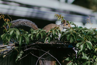View of lizard on tree