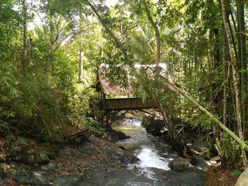 Stream amidst trees