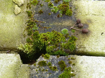 High angle view of plants and trees