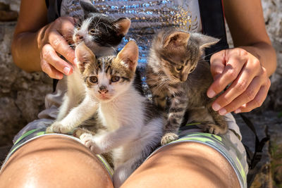 Midsection of woman with kittens sitting outdoors