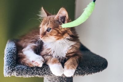 Close-up of kitten sitting on seat