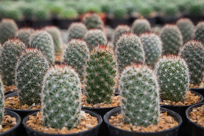 Full frame shot of cactus plants