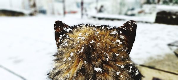 Close-up of butterfly on snow