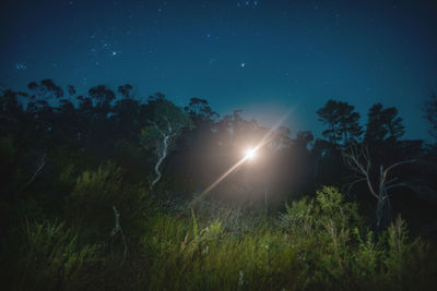 Trees against moon at night