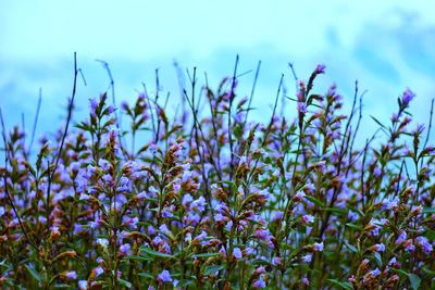 Close-up of purple flowering plants on field