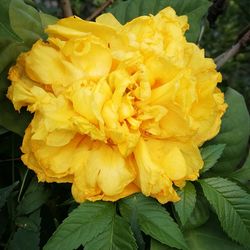 Close-up of yellow flower
