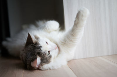 White cat lying on floor at home stretching out paws