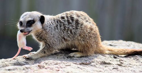 Close-up of meerkat