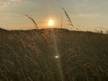Scenic view of field against sky during sunset