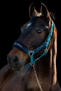 Close-up of horse against black background