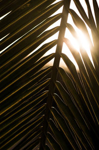 Full frame shot of plants