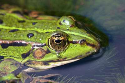 Close-up of frog in water