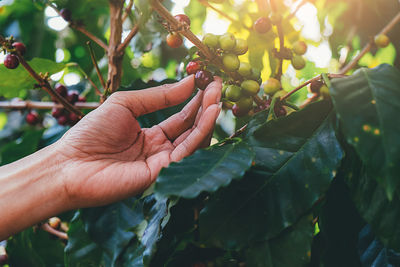 Close-up of hand holding leaves