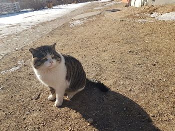 Portrait of cat standing on land