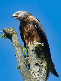 Low angle view of red kite perching on branch against blue sky