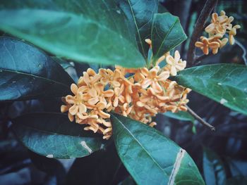 Close-up of yellow flower blooming outdoors