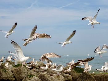 Seagulls searching for food