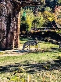 View of horse in zoo