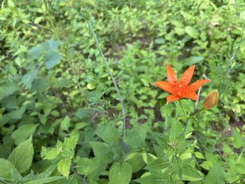 Close-up of red flower