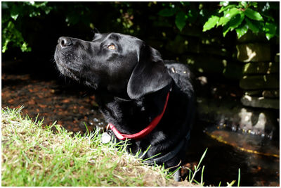 Black dog relaxing in grass