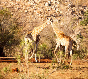 View of animals in forest