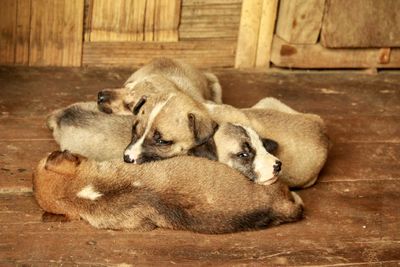 Close up of two dogs sleeping