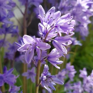 Close-up of purple flowering plant