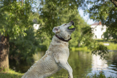 Portrait of dog standing in lake