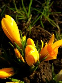 Close-up of yellow flower