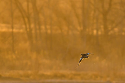 Bird flying against blurred background