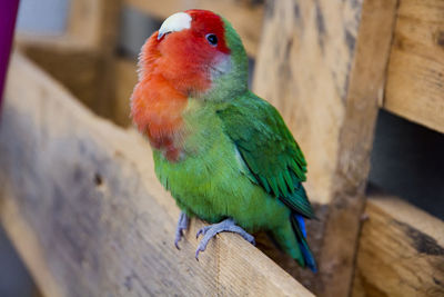 Close-up of parrot perching on wood