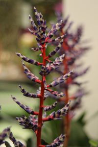 Close-up of plant