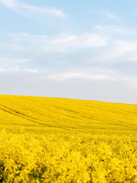 Scenic view of oilseed rape field against sky