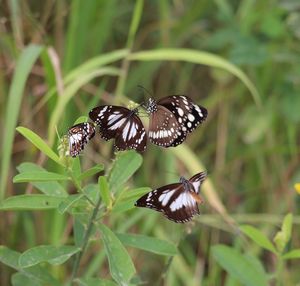 Close-up of butterfly pollinating flower