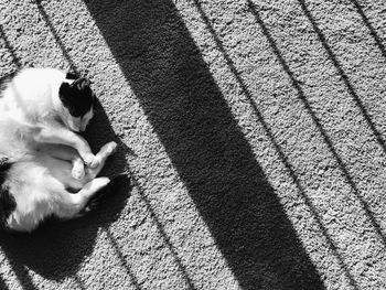 High angle view of dog sitting on floor