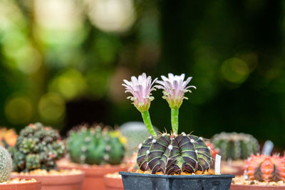 White flower of cactus.