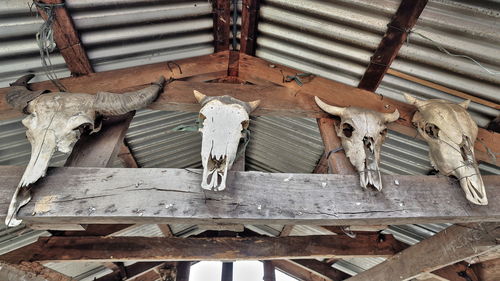 Low angle view of cows on wood