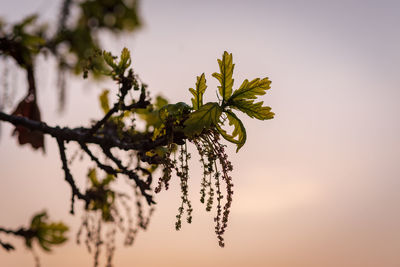 Low angle view of tree against sky