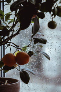 Close-up of fruits on tree