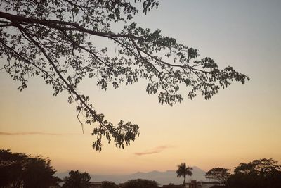 Low angle view of silhouette tree against sky at sunset