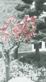 Close-up of plants during winter