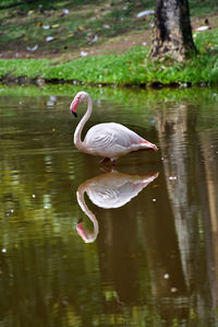 Swan in a lake