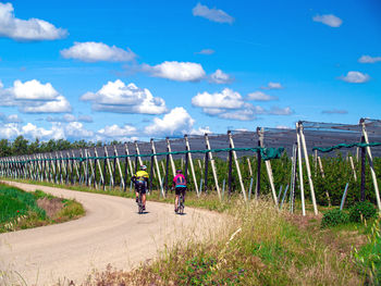 Bicyclists on unpaved road crossing apple orchards